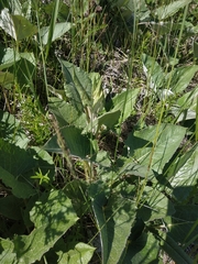 Saussurea controversa