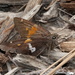 Pacific Silver-spotted Skipper - Photo (c) desertnaturalist, some rights reserved (CC BY), uploaded by desertnaturalist