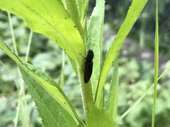Athous haemorrhoidalis