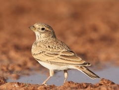 Alaudala rufescens