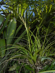 Tillandsia polystachia
