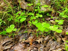 Trifolium stoloniferum