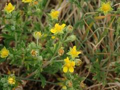 Potentilla argentea