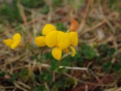 Lotus corniculatus