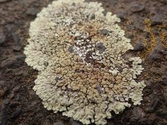 Protoparmeliopsis muralis