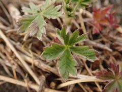 Potentilla argentea