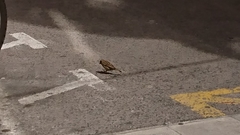 Passer domesticus