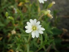 Cerastium arvense