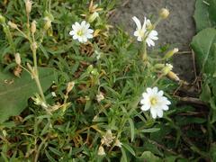 Cerastium arvense