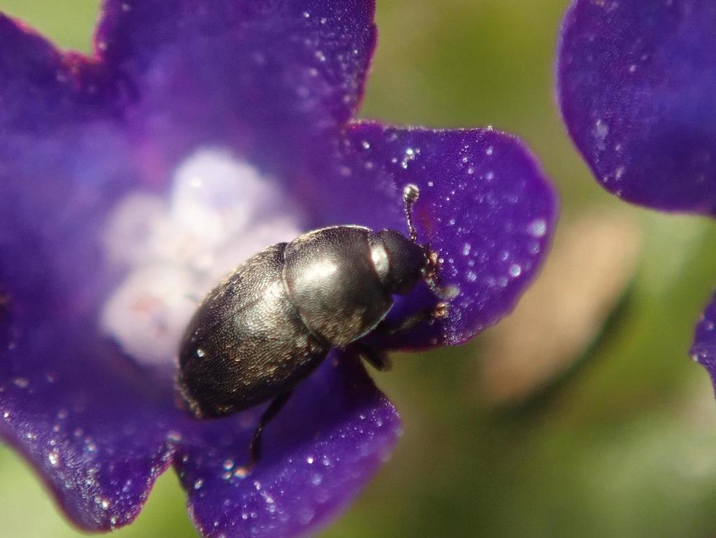 Afrogethes tristis