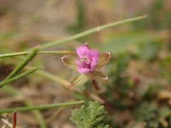 Erodium cicutarium