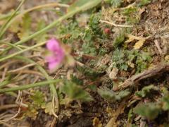 Erodium cicutarium