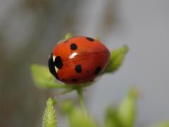 Coccinella septempunctata