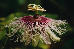 Passiflora serratifolia