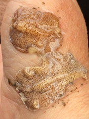 Eurylepta leoparda