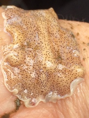Eurylepta leoparda