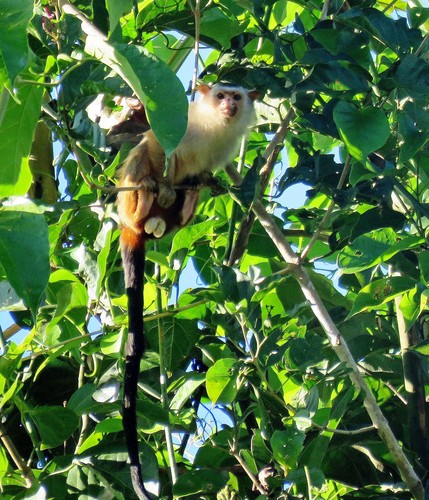 Schneider's Marmoset (Mico schneideri) — Data Deficient Mammalia