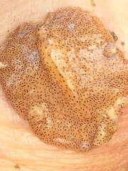 Eurylepta leoparda