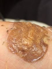 Eurylepta leoparda