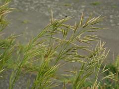 Bromus inermis