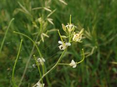 Sisymbrium altissimum