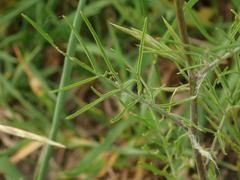 Sisymbrium altissimum