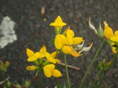 Lotus corniculatus