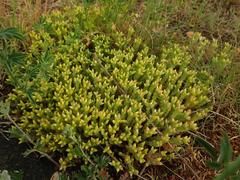 Sedum acre