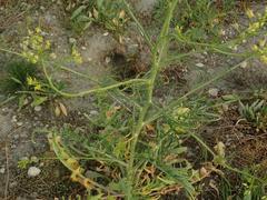 Sisymbrium altissimum