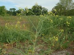 Sisymbrium altissimum