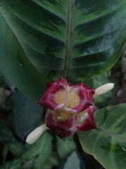 Goeppertia warszewiczii