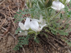 Astragalus parryi