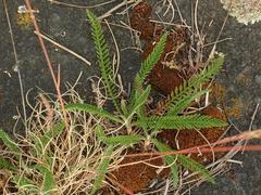 Achillea millefolium