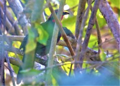 Rhodinocichla rosea