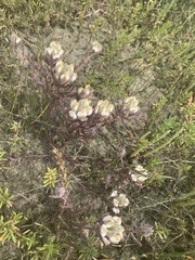 Chloropyron maritimum maritimum