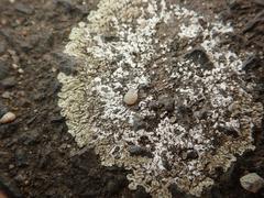 Protoparmeliopsis muralis