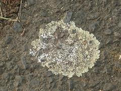 Protoparmeliopsis muralis