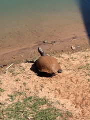 Trachemys scripta elegans