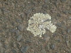 Protoparmeliopsis muralis