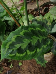 Goeppertia veitchiana