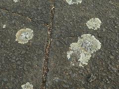 Protoparmeliopsis muralis