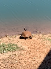 Trachemys scripta elegans