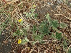 Potentilla argentea