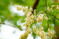 Podopterus mexicanus