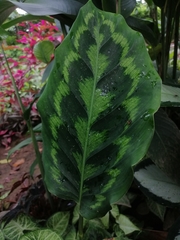 Goeppertia veitchiana