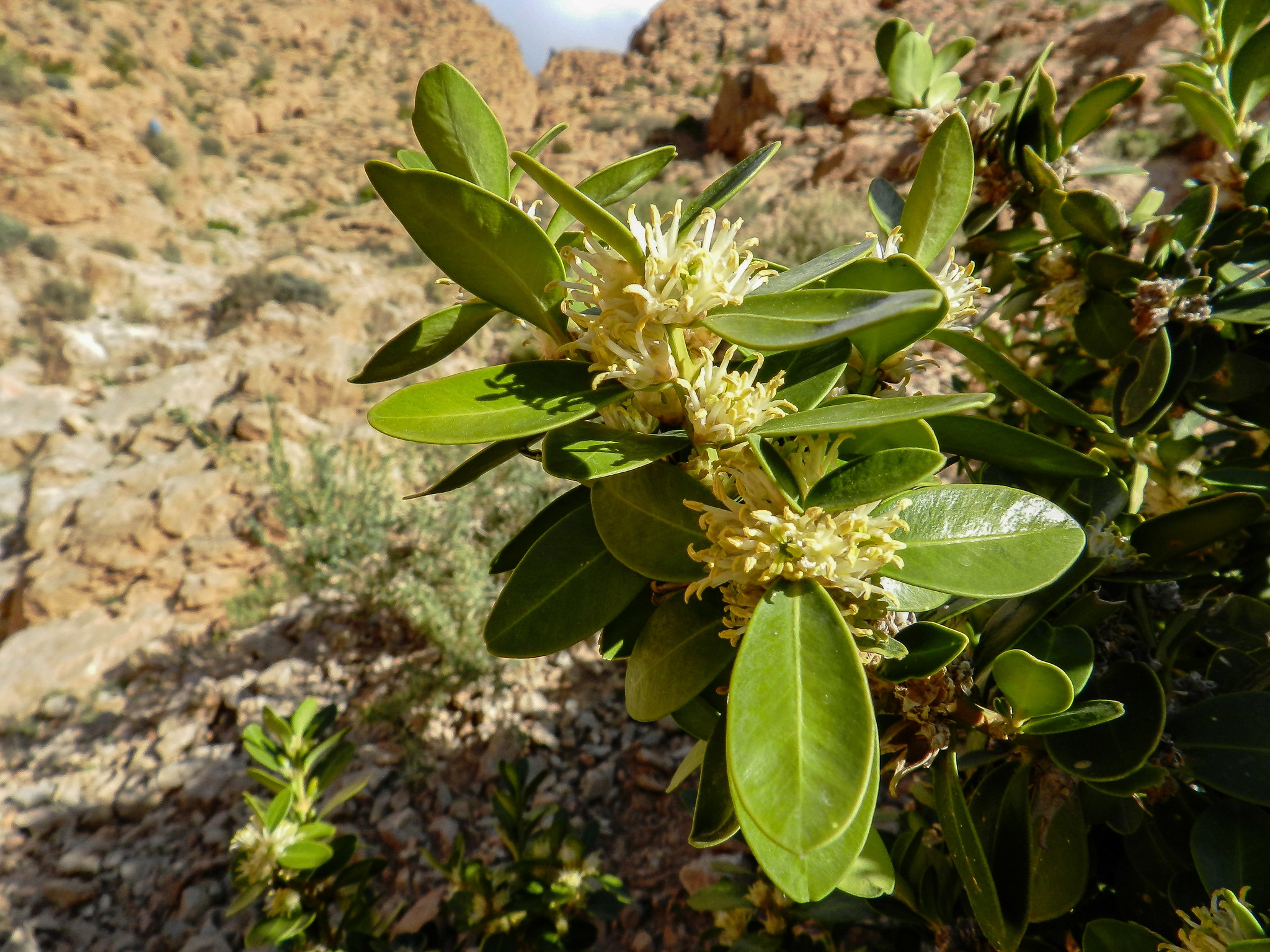 Buxus balearica
