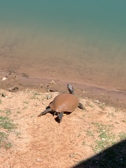 Trachemys scripta elegans