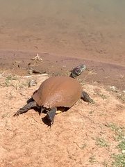 Trachemys scripta elegans