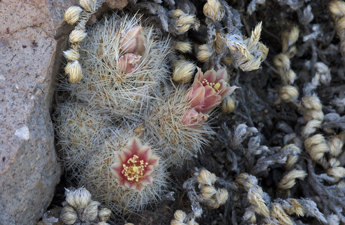 Escobaria dasyacantha ssp. chaffeyi
