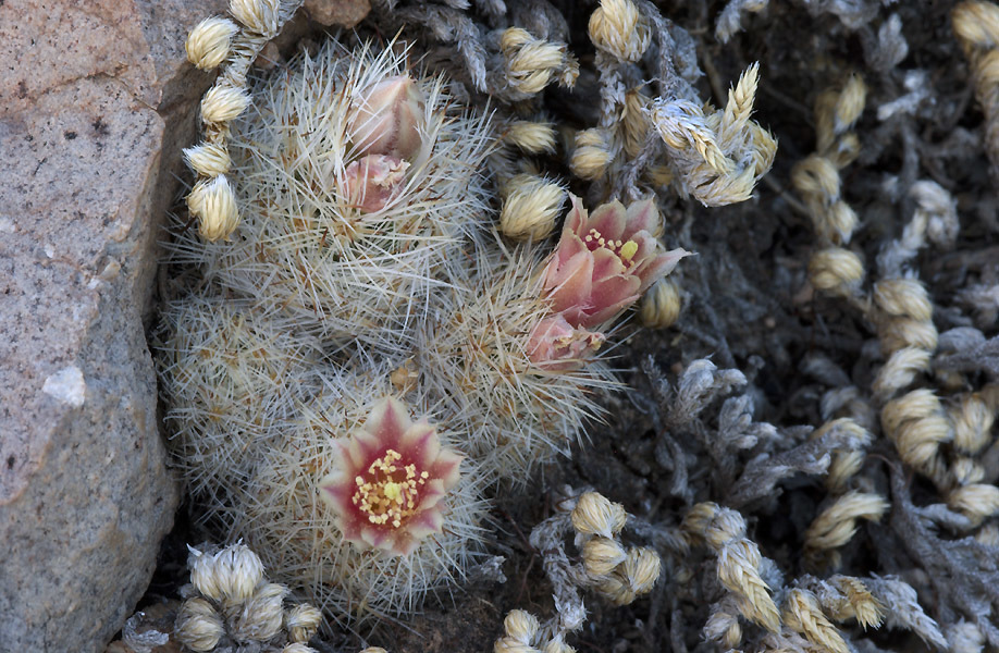 Escobaria dasyacantha ssp. chaffeyi
